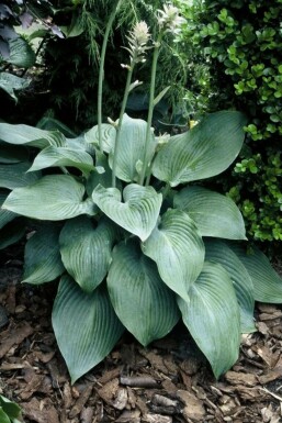 Hosta 'Blue Angel' Funkia 5-10 i kruka P9