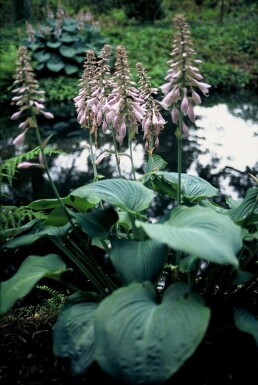 Hosta 'Blue Angel' Funkia 5-10 i kruka P9