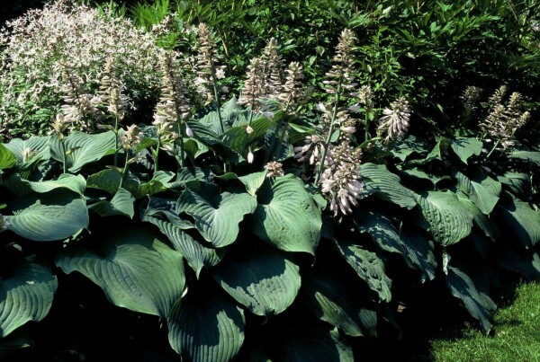 Hosta 'Blue Angel'