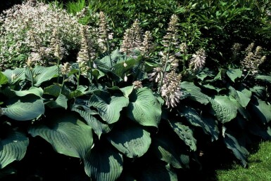 Hosta 'Blue Angel' Funkia 5-10 i kruka P9