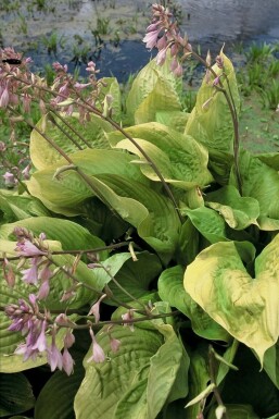 Hosta 'Sum and Substance' Funkia 5-10 i kruka P9