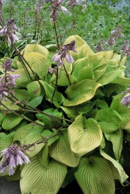 Hosta 'Sum and Substance' Funkia 5-10 i kruka P9