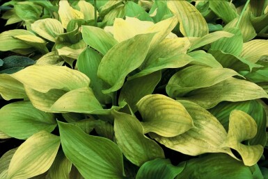 Hosta 'Sum and Substance' Funkia 5-10 i kruka P9