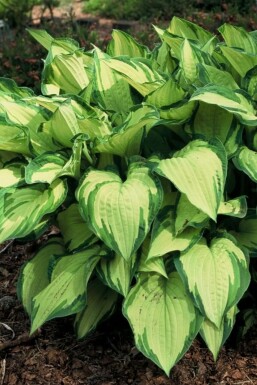 Hosta fortunei 'Albopicta' Blomsterfunkia 5-10 i kruka P9