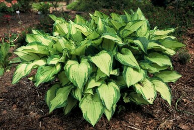 Hosta fortunei 'Albopicta' Blomsterfunkia 5-10 i kruka P9