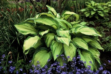 Hosta fortunei 'Albopicta' Blomsterfunkia 5-10 i kruka P9