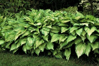 Hosta fortunei 'Albopicta' Blomsterfunkia 5-10 i kruka P9