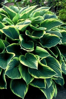 Hosta fortunei 'Aureomarginata' Blomsterfunkia 5-10 i kruka P9