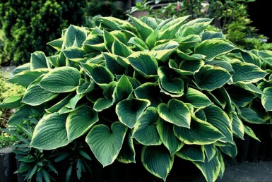 Hosta fortunei 'Aureomarginata' Blomsterfunkia 5-10 i kruka P9