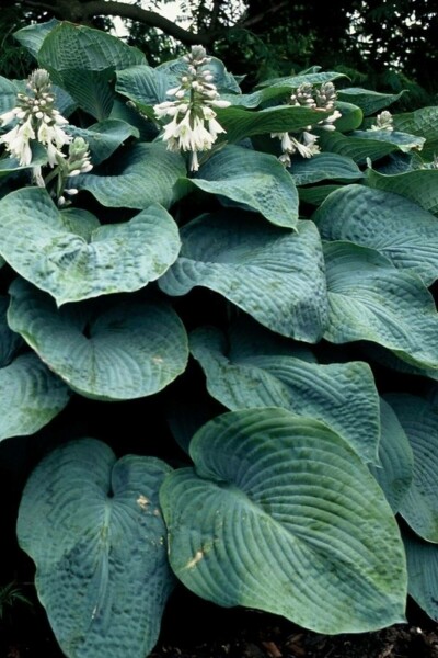 Hosta sieboldiana 'Elegans'