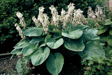 Hosta sieboldiana 'Elegans'