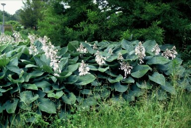 Hosta sieboldiana 'Elegans'