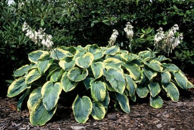 Hosta sieboldiana 'Frances Williams'