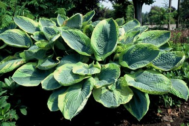 Hosta sieboldiana 'Frances Williams'