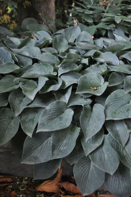 Hosta tardiana 'Halcyon'