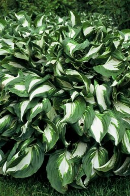 Hosta undulata 'Mediovariegata' Brokfunkia 5-10 i kruka P9