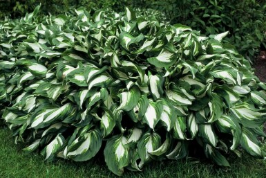 Hosta undulata 'Mediovariegata' Brokfunkia 5-10 i kruka P9