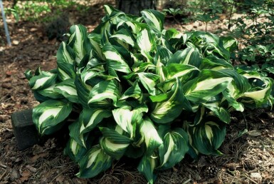 Hosta undulata 'Mediovariegata' Brokfunkia 5-10 i kruka P9