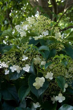 Hydrangea anomala subsp. petiolaris