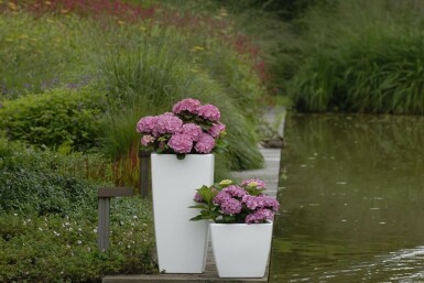 Hydrangea macrophylla 'Forever & Ever® Pink'