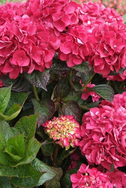 Hydrangea macrophylla 'Merveille Sanguine'