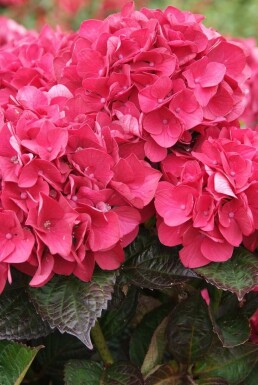 Hydrangea macrophylla 'Merveille Sanguine'