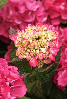 Hydrangea macrophylla 'Merveille Sanguine'