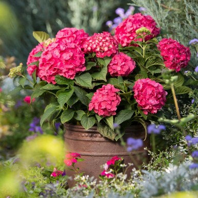 Hydrangea macrophylla 'Summer Love Red'