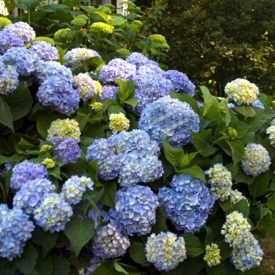 Hydrangea macrophylla 'The Original Blue'