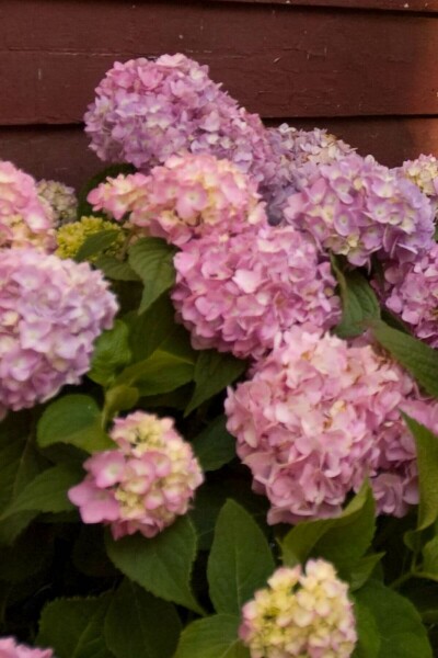 Hydrangea macrophylla 'The Original Pink'