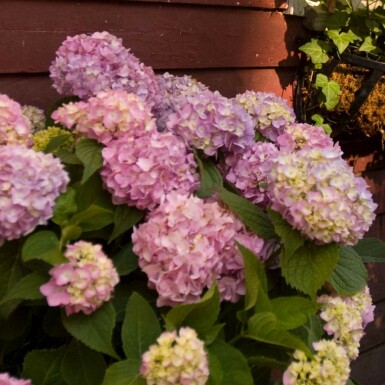 Hydrangea macrophylla 'The Original Pink'