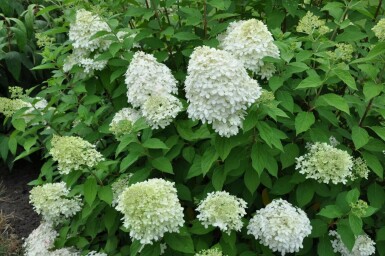 Hydrangea paniculata 'Limelight'