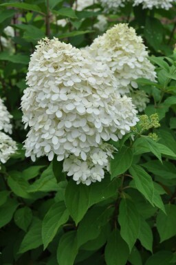 Hydrangea paniculata 'Limelight'