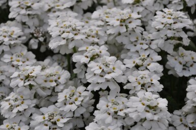 Iberis sempervirens 'Snowflake'