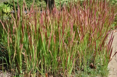 Imperata cylindrica 'Red Baron' Japanskt blodgräs 5-10 i kruka P9