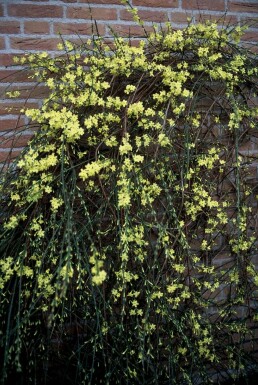 Jasminum nudiflorum Vinterjasmin buske 40-50 i kruka C2