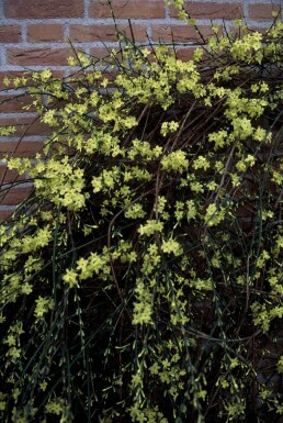 Jasminum nudiflorum Vinterjasmin buske 40-50 i kruka C2