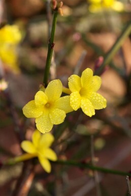 Jasminum nudiflorum Vinterjasmin buske 40-50 i kruka C2