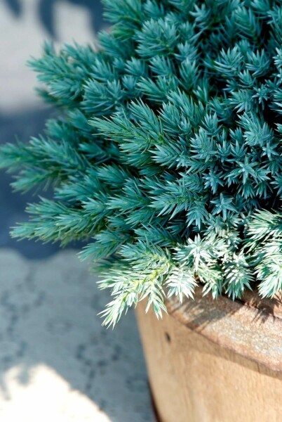 Juniperus squamata 'Blue Star'