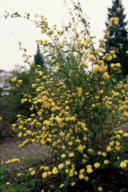 Kerria japonica 'Pleniflora' Kerria buske 20-30 i kruka C1,5