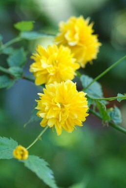 Kerria japonica 'Pleniflora' Kerria buske 20-30 i kruka C1,5