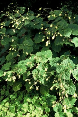 Kirengeshoma palmata