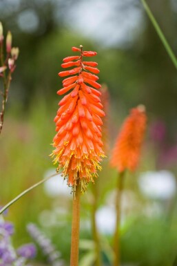 Kniphofia 'Alcazar' Fackelliljor 5-10 i kruka P9