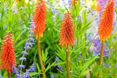 Kniphofia 'Alcazar' Fackelliljor 5-10 i kruka P9