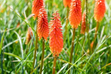 Kniphofia 'Alcazar' Fackelliljor 5-10 i kruka P9