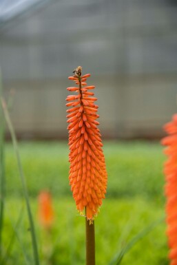 Kniphofia 'Alcazar' Fackelliljor 5-10 i kruka P9