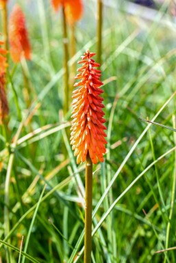 Kniphofia 'Alcazar' Fackelliljor 5-10 i kruka P9