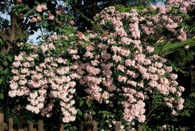 Kolkwitzia amabilis 'Pink Cloud'