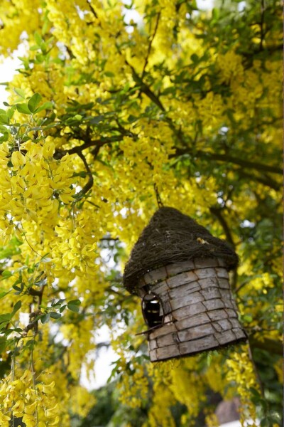 Laburnum × watereri 'Vossii'