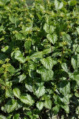 Lamium galeobdolon 'Florentinum'